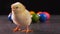 Yellow newborn chicken standing in front of colorful dyed easter eggs