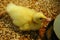 Yellow Newborn Duckling