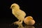 Yellow newborn little chicken with shaggy paws on a black background.