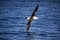 Yellow-nosed Albatross in Flight, Soaring Over Sea