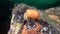 Yellow nudibranch slug underwater on seabed of Barents Sea.