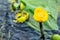 Yellow Nuphar lutea flower