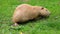 Yellow nutria with pink paws eats a grass