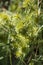Yellow Nutsedge Nutgrass Seedheads - Cyperus esculentus