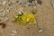 Yellow Nylon Fishing Line Left as Litter on the Saline Bay Seashore in Toco, Trinidad and Tobago.