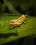 A yellow nymph differential grasshopper on leaves in summer