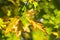 yellow oak foliage