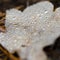 A yellow oak leaf covered with dew drops lies on the ground in the autumn forest