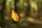 A yellow oak leaf hangs on a spider web.