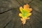 Yellow oak leaf on old wooden background. Time step of color changes in young leaves. Concept of death in old age, aging