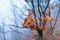 yellow oak leaves closeup autumn