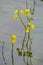 Yellow Oconee bell flowers reflected in water, vertical orientation