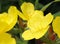 yellow oenothera