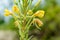 Yellow Oenothera Biennis