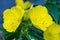 Yellow Oenothera biennis, Evening primrose