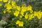 Yellow Oenothera flower