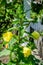 Yellow Oenothera glazioviana flower