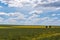 Yellow oil seeds in bloom. Field of rapeseed - plant for green energy.