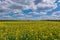 Yellow oil seeds in bloom. Field of rapeseed - plant for green energy.