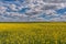 Yellow oil seeds in bloom. Field of rapeseed - plant for green energy.