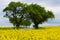 Yellow oilseed field