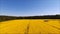 Yellow oilseed field.