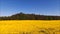 Yellow oilseed field.