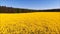 Yellow oilseed field.