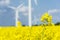 Yellow oilseed field under the blue sky with sun - detailed view with windmills