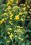 Yellow oilseed flowers