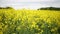 Yellow Oilseed Flowers in the Field Slow Motion Camera