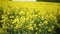 Yellow Oilseed Flowers in the Field Slow Motion Camera