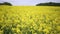 Yellow Oilseed Flowers in the Field Slow Motion Camera