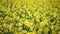 Yellow Oilseed Flowers in the Field Slow Motion Camera