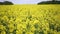 Yellow Oilseed Flowers in the Field Slow Motion Camera