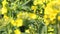 Yellow Oilseed Flowers slow motion