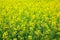 Yellow oilseed scenery