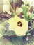 Yellow Okra Flower