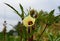 Yellow okra flower, known as Carmine Splendor