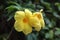 Yellow oleander