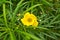 Yellow oleander Flower