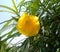 Yellow Oleander Flower - Plants - Nature - Garden.