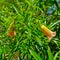 Yellow oleander lucky bean and trumpet flower