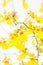 Yellow Oncidium Dancing lady orchids