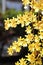 Yellow oncidium orchids are blooming.