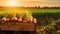 Yellow onions harvested in a wooden box with field and sunset in the background.