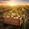 Yellow onions harvested in a wooden box with field and sunset in the background.