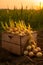 Yellow onions harvested in a wooden box with field and sunset in the background.