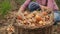 Yellow onions are loaded into a wicker basket