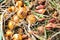 Yellow onions and shallots drying in the summer sun in a permaculture garden